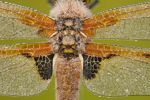 Viervlek onder de dauw (Libellula quadrimaculata)