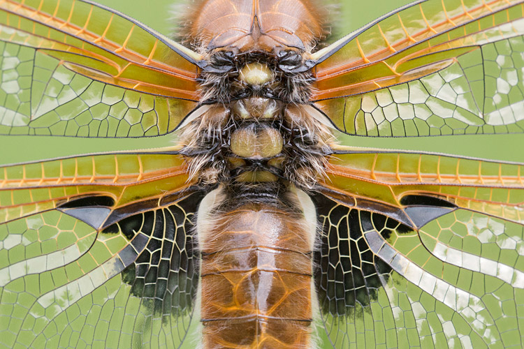 Viervlek (Libellula quadrimaculata) close-up