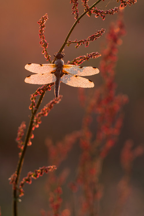 Bedauwde viervlek (Libellula quadrimaculata) in zuring en tegenlicht