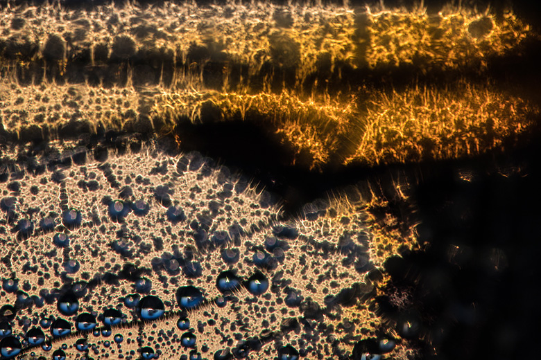 Viervlek (Libellula quadrimaculata) abstracte close-up van de vleugel met dauwdruppels.