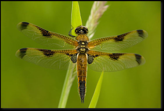 Viervlek (Libellula quadrimaculata) Viervlek (Libellula quadrimaculata)