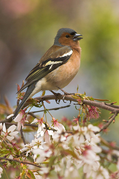 Vink (Fringilla coelebs) man in voorjaarssetting