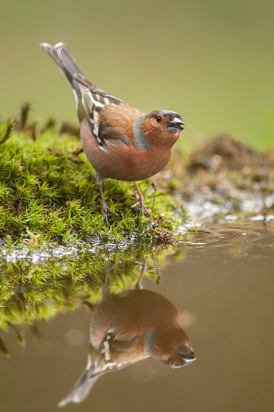 Vink (Fringilla coelebs) in tweevoud