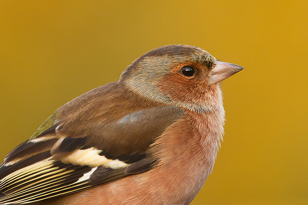 Portret van een Vink (Fringilla coelebs) 