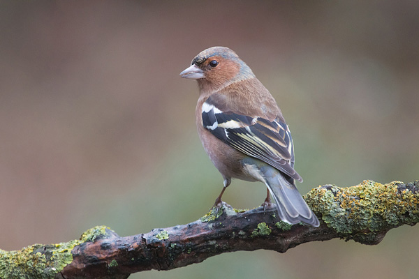 Mannetjesvink