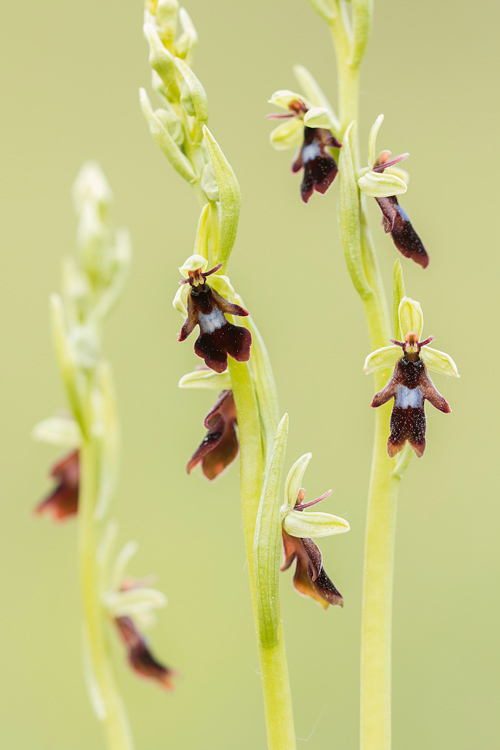 Vliegenorchissen close-up