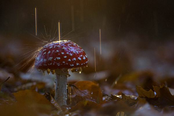 Vliegenzwam in de regen.