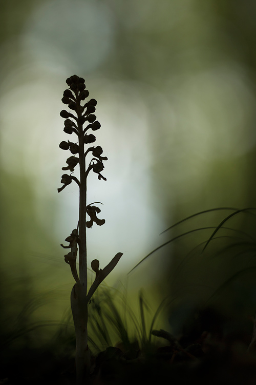 Silhouette van het Vogelnestje (Neottia nidus-avis) in een bos bij Blankenheim