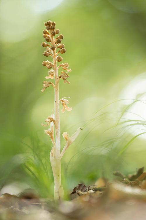 Het bleke vogelnestje, gras en bokeh