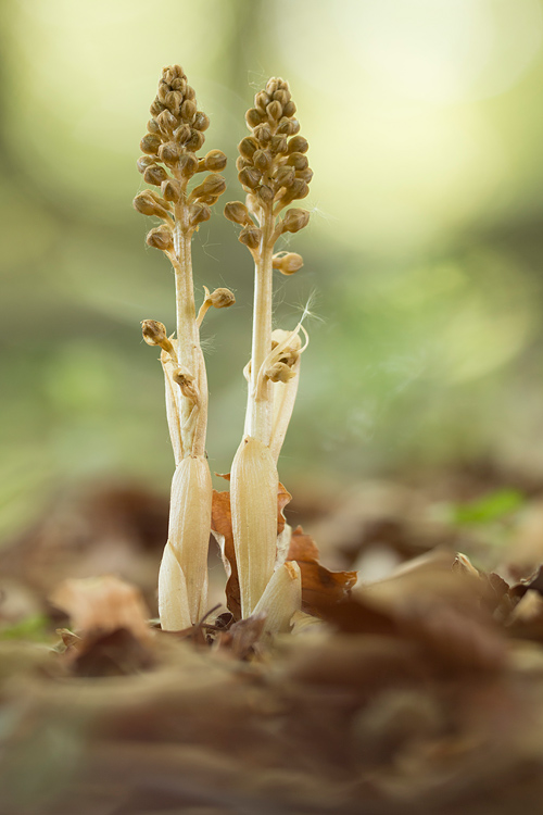 Vogelnestjes in het bos