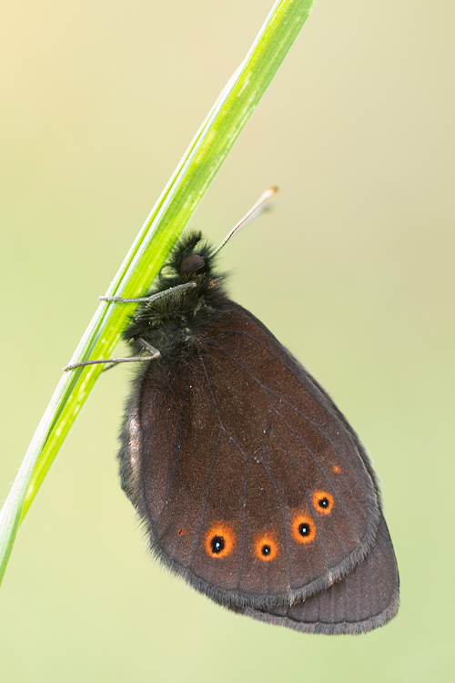 Voorjaarserebia (Erebia medusa) 