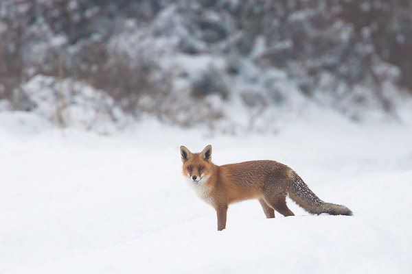 Vos (Vulpes vulpes) in de sneeuw