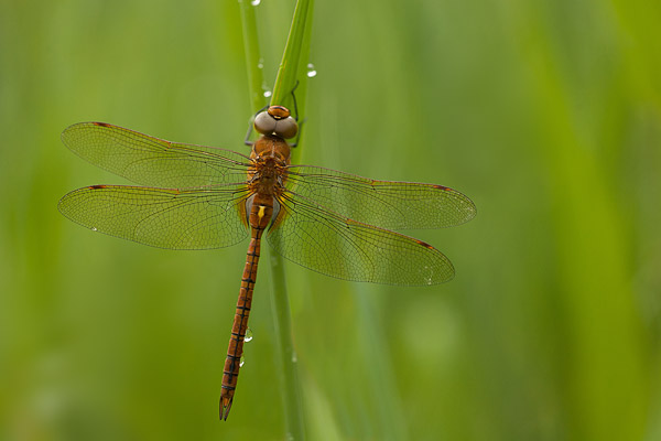 Vroege glazenmaker (Aeshna isoceles) in het riet