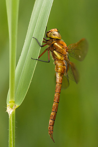 Vroege glazenmaker (Aeshna isoceles) 