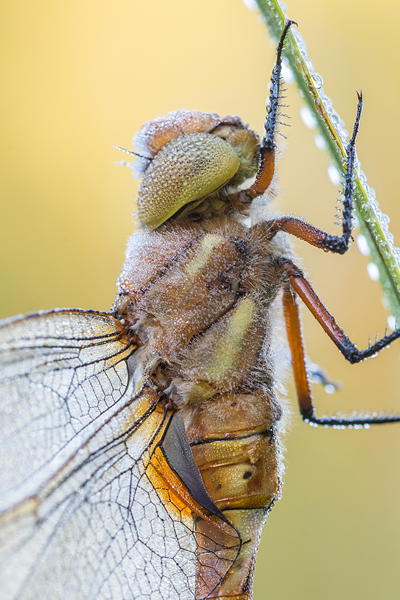 Close-up van een Vroege glazenmaker (Aeshna isoceles) 