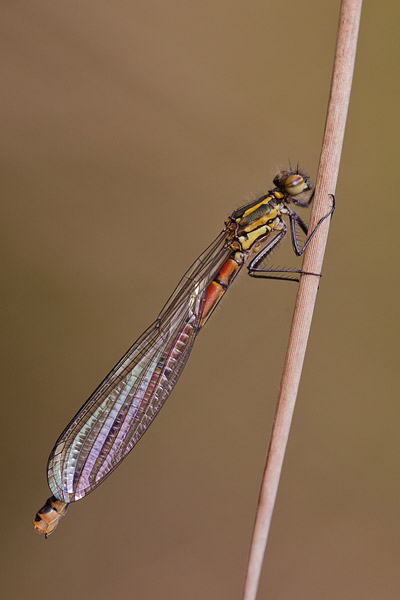 Vuurjuffer (Pyrrhosoma nymphula) vers vrouwtje