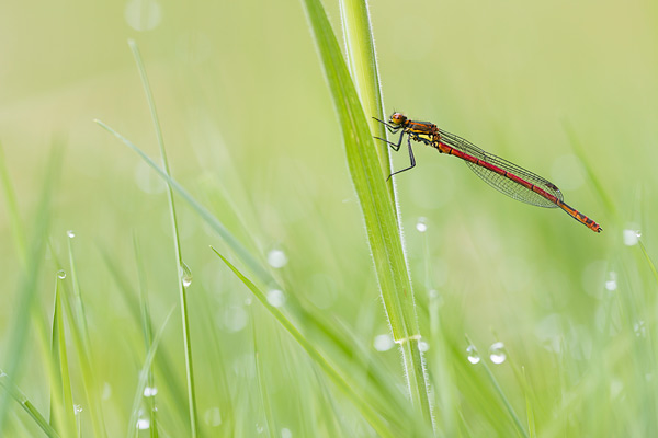 Vuurjuffer (Pyrrhosoma nymphula) tussen fris groen