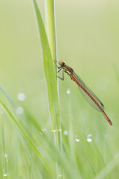 Vuurjuffer (Pyrrhosoma nymphula) tussen fris groen