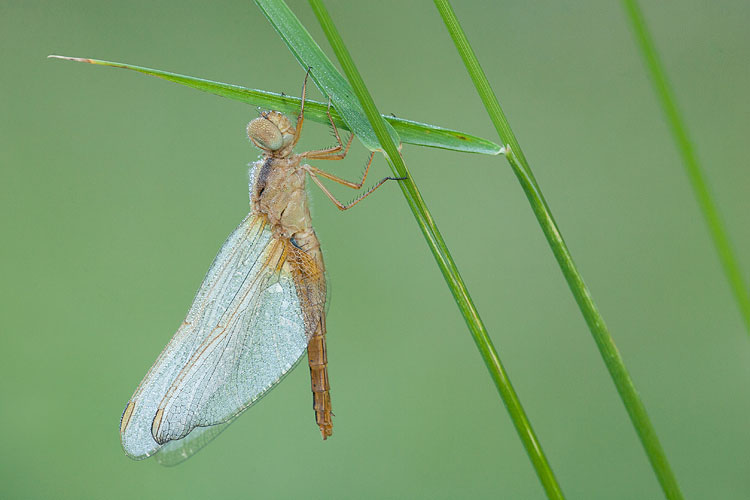 Vuurlibel (Crocothemis erythraea) 