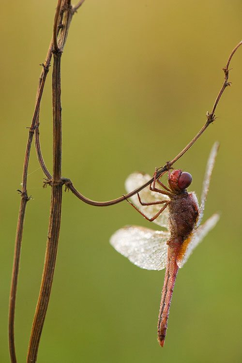 Vuurlibel (Crocothemis erythraea).