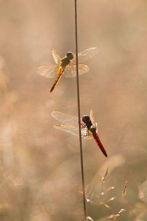 Man en vrouw Vuurlibel (Crocothemis erythraea) 