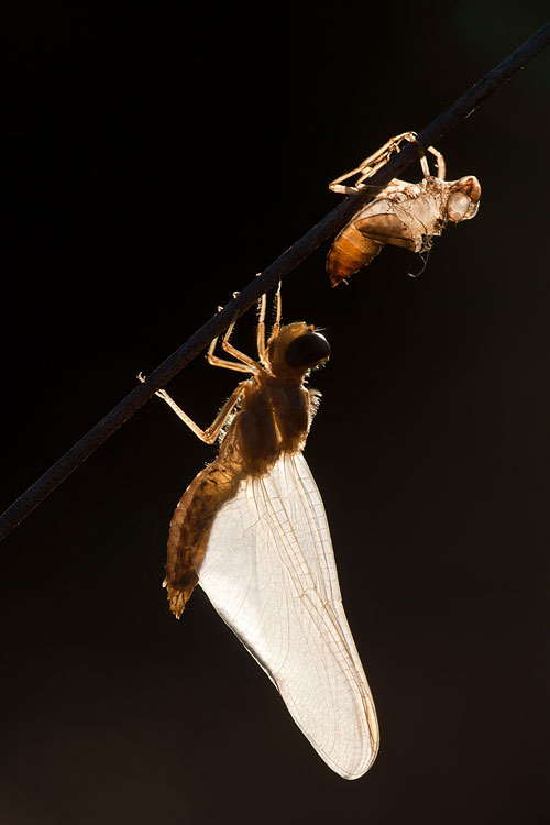 Uitsluipende Vuurlibel (Crocothemis erythraea) met exuvium