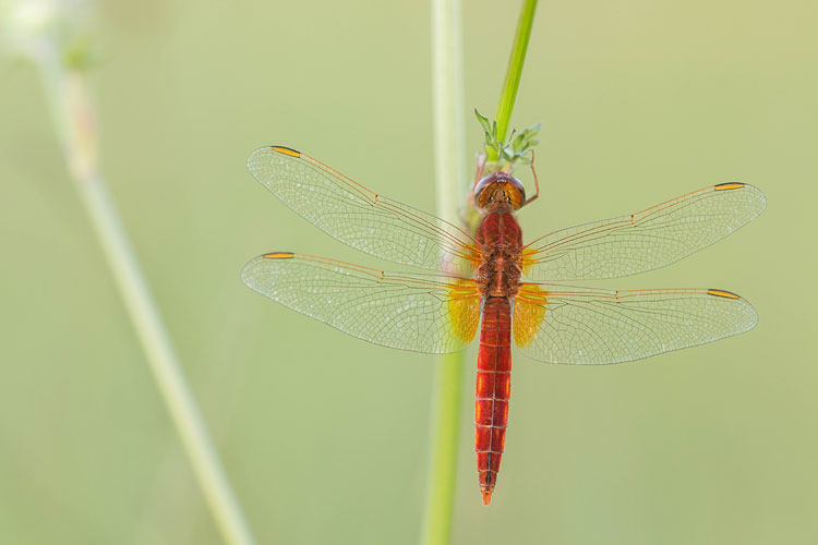 Mannetje Vuurlibel (Crocothemis erythraea) 