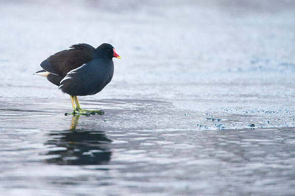 Waterhoen (Gallinula chloropus) 