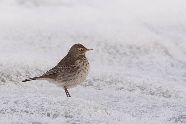 Waterpieper (Anthus spinoletta) 