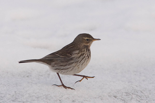 Parmantig stappende Waterpieper (Anthus spinoletta) 