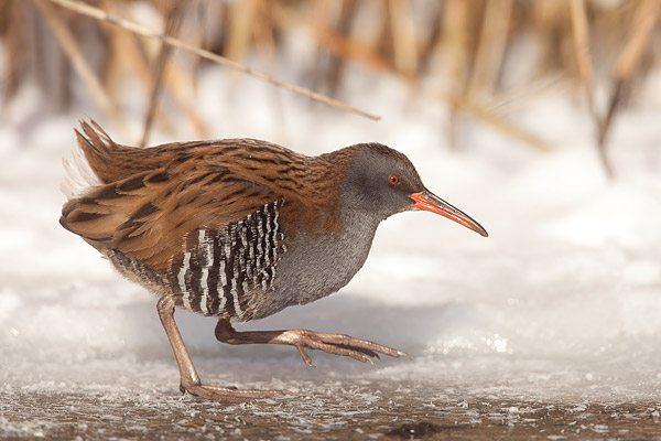 Waterral sluipt door het riet