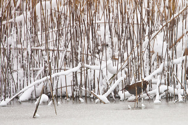 Waterral (Rallus aquaticus) sluipt door het riet