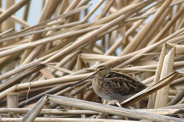 Watersnip (Gallinago gallinago) 