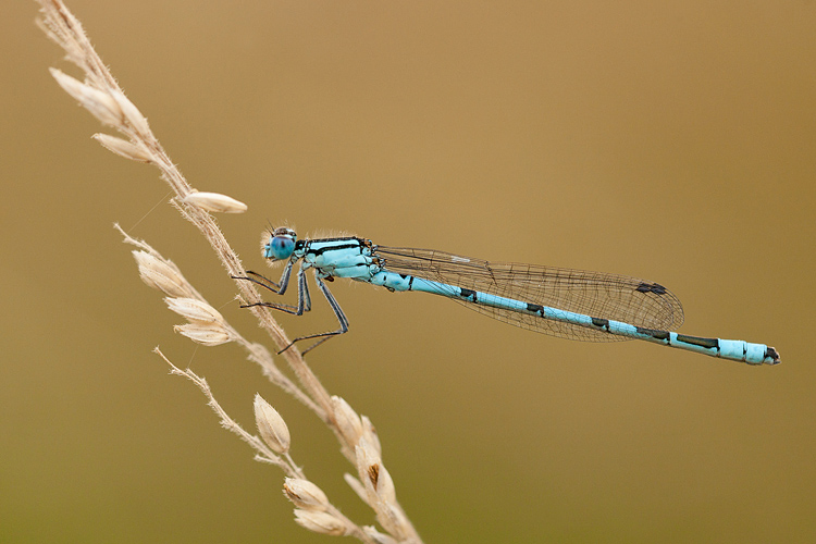 Watersnuffel (Enallagma Cyathigerum) in struikheide