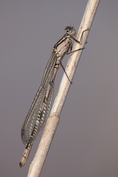 Watersnuffel (Enallagma cyathigerum) vers mannetje