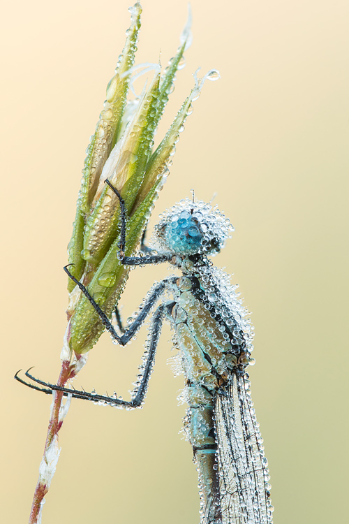 Close-up van een bedauwde Watersnuffel (Enallagma cyathigerum) 