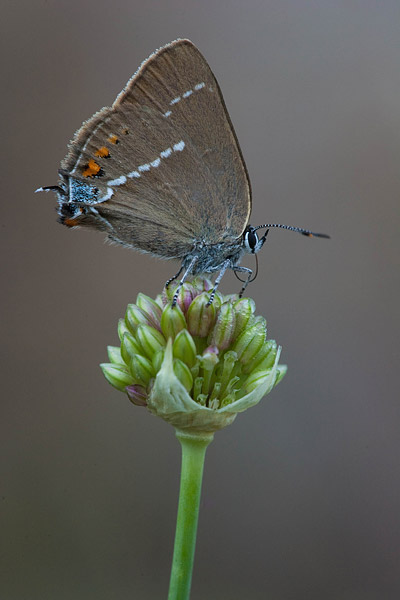 Wegedoornpage (Satyrium spini) op zijn slaapplaats 