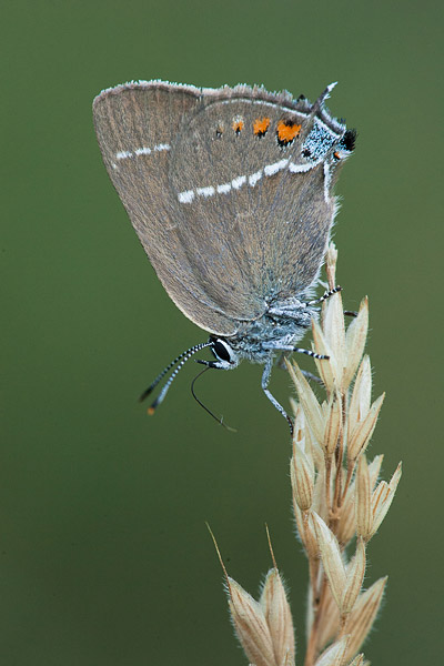 Wegedoornpage (Satyrium spini) 