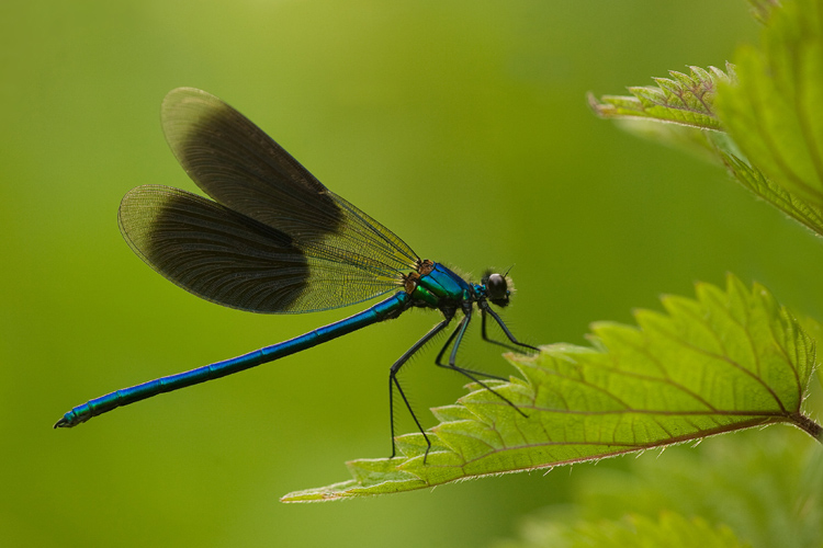 Weidebeekjuffer (Calopteryx Splendens).