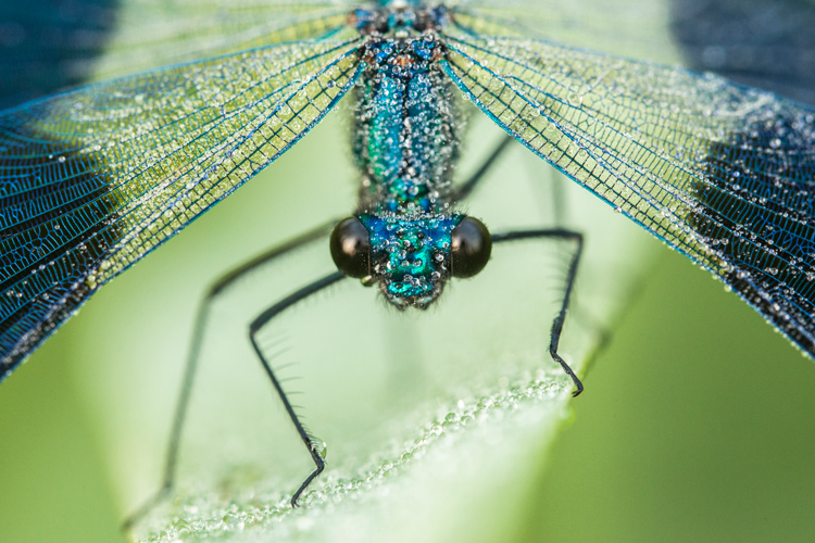 Weidebeekjuffer (Calopteryx splendens) kopportret