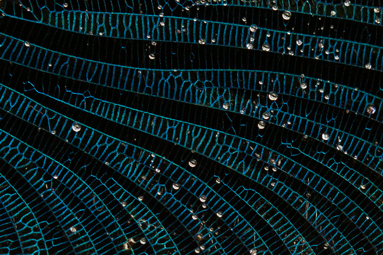 Weidebeekjuffer (Calopteryx splendens) close-up van de vleugel