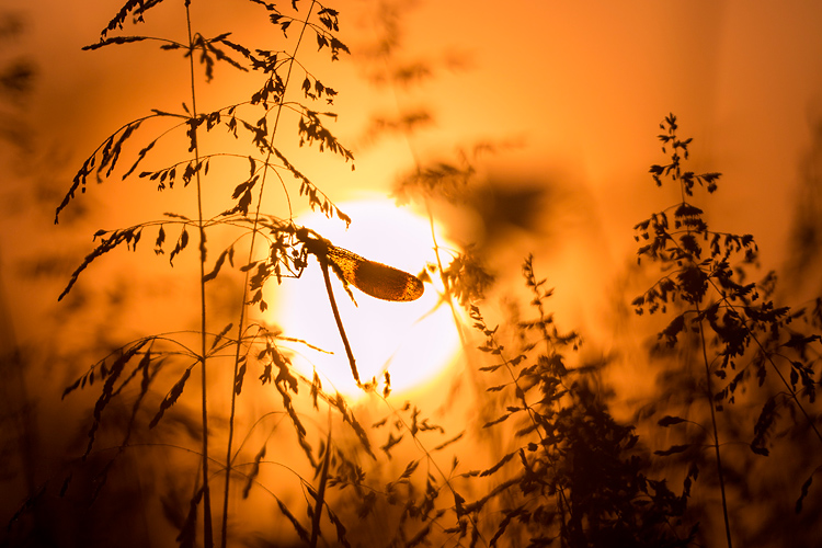 Weidebeekjuffer (Calopteryx splendens) silhouet bij zonsopkomst