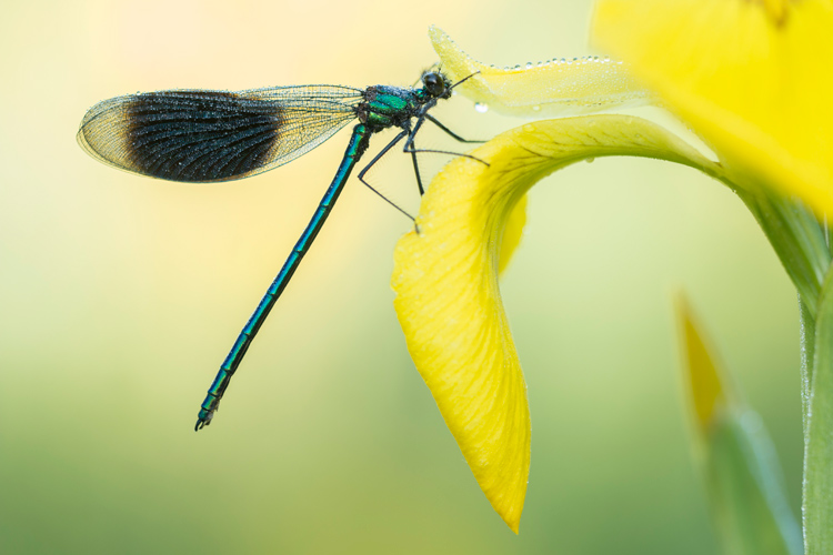 Weidebeekjuffer (Calopteryx splendens) op gele lis