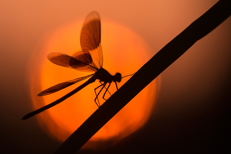 Silhouette van een Weidebeekjuffer (Calopteryx splendens) met gespreide vleugels