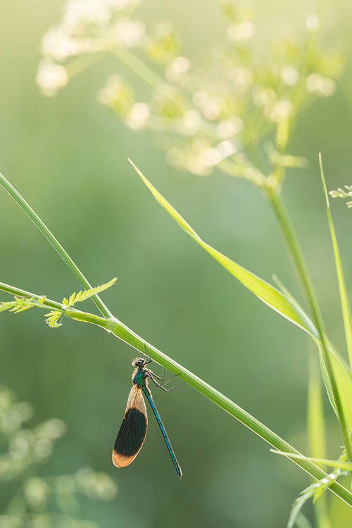 Weidebeekjuffer (Calopteryx splendens) in zijn rommelige, maar fotogenieke habitat