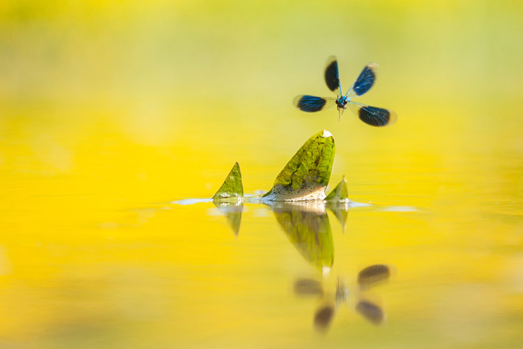 Mannetje Weidebeekjuffer (Calopteryx splendens) in vlucht met reflectie