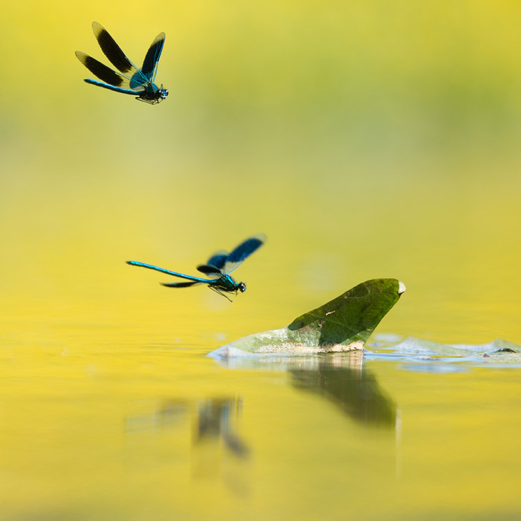 Twee mannetjes weidebeekjuffer (Calopteryx splendens) in vlucht vastgelegd