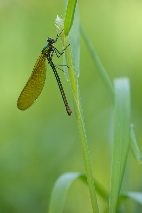 Weidebeekjuffer - Calopteryx splendens vrouwtje