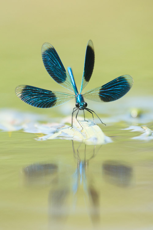 Mannetje weidebeekjuffer (Calopteryx splendens) mannetje dreighouding