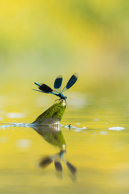 Mannetje weidebeekjuffer (Calopteryx splendens) land op uitkijkplek